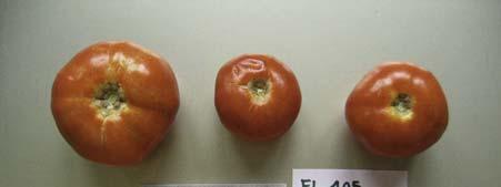 NAP 03-85 Tomaten Anbau 2007 Accenname: Theresele Accenumb: FL 105 Instcode: FL Kalenderwoche Ertrag in kg Anzahl Früchte Durchschnittliches Gewicht in Gramm 30 0 0 0 31 2.077 9 231 32 0.