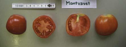NAP 03-85 Tomaten Anbau 2007 Accenname: Montvavet Accenumb: Referenzsorte Instcode: Mauser Kalenderwoche Ertrag in kg Anzahl Früchte Durchschnittliches Gewicht in Gramm 30 2.295 32 72 31 0.