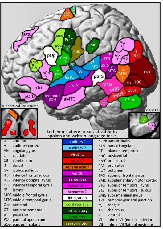 Price (2012), NeuroImage When it comes to understanding how to relate brain circuitry and cognitive faculties, we are in the dark Cedric Boeckx (2010) We have very little