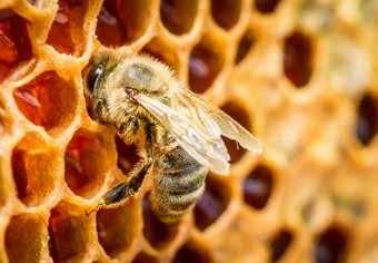 Im Bienenstock angekommen übergibt die Sammelbiene den Honig an eine