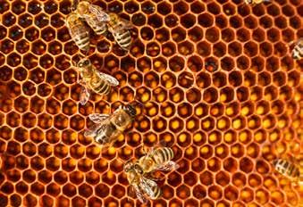 Honig entsteht aus Blütennektar oder Honigtau.