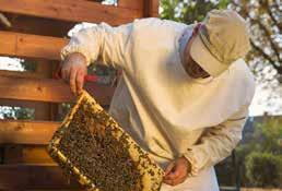 Dazu nimmt der Imker die Waben zum Schleudern aus dem Bienenstock.