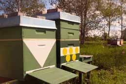 Egal ob ein Imker nur ein oder hundert Bienenvölker besitzt, es ist eine handwerkliche
