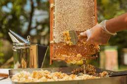 So können die Bienen die Zellen aus Wachs bauen, in denen sie den Honig sammeln.