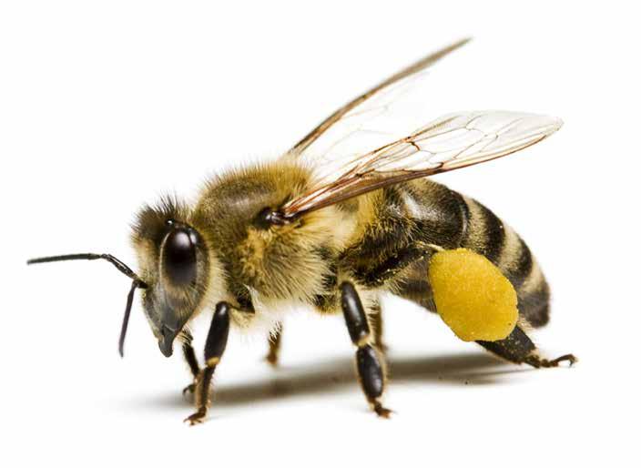 AB 1a Kennst du die Honigbiene? Bienen gehören zu den Insekten. Das kannst du an ihren sechs Beinen gut erkennen.