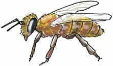 Bis zu 1000 Drohnen leben in einem Bienenvolk.