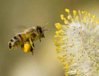 AB 3 Wovon ernähren sich die Bienen? Ein Bienenvolk ernährt sich von Nektar, Honigtau, Pollen und Gelée Royale.