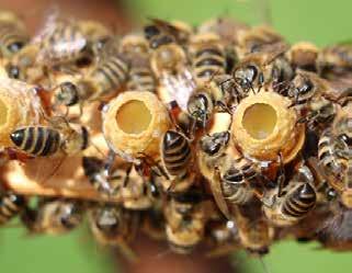 Sie nutzen sie zur Aufzucht der Brut, also der jungen Bienen.