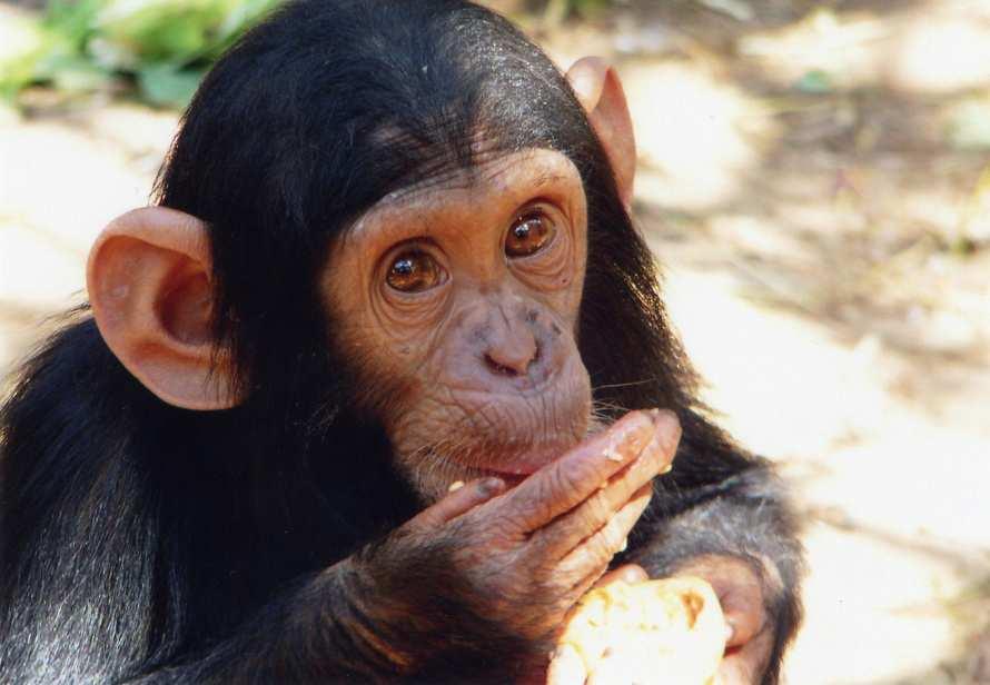 Schon gewusst? dass der Name Schimpanse vom angolischen Bantu-Wort Tshiluba kivilichimpenze ab stammt und sich mit Schein-Mensch übersetzen lässt? dass Schimpansen sich küssen und lachen?