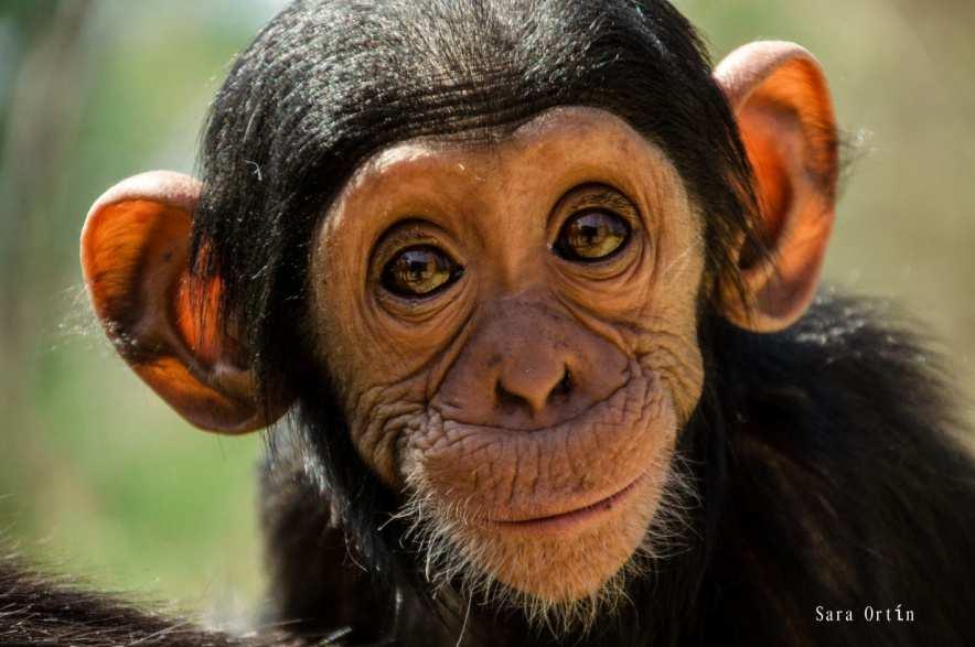 dass Schimpansen ein besseres Gedächtnis und eine bessere Fähigkeit zu schnelleren Assoziationen als Menschen haben?