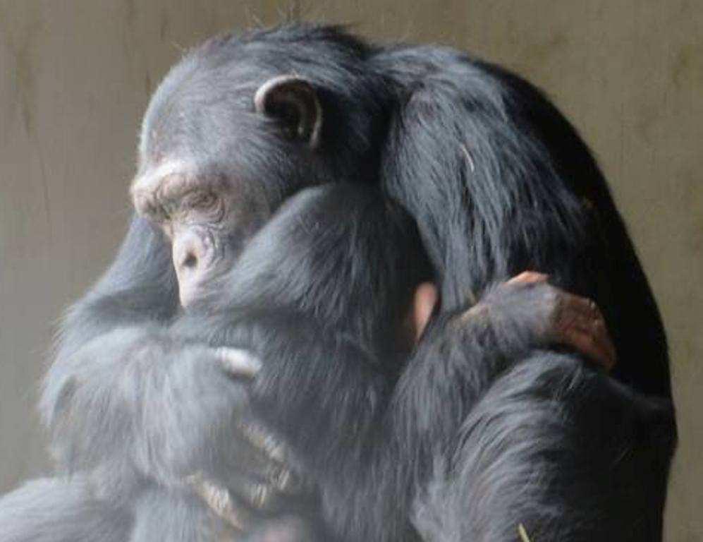 Schimpansen sind Allesfresser mit einer sehr abwechslungsreichen Ernährung. Schimpansen bevorzugen Obst und Pflanzen. Allerdings essen sie auch Insekten, insbesondere Termiten und Eier.