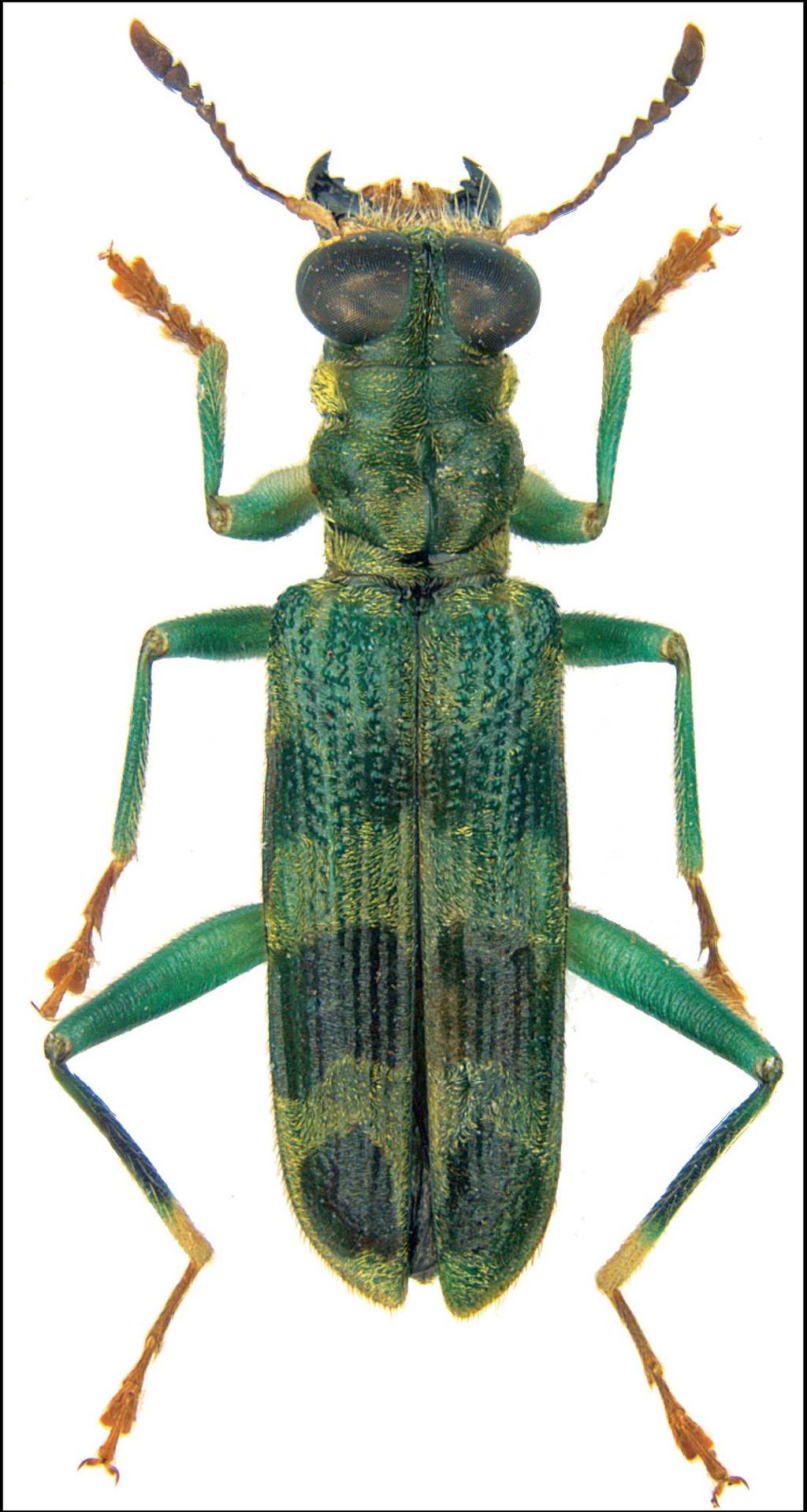xylobiontic beetles, which is approx. 10 % of all species known from Bavaria. The most species occurred on oak.