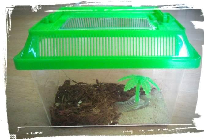Kleintierbox kann prima zur Aufbewahrung von lebenden Futtertieren genutzt