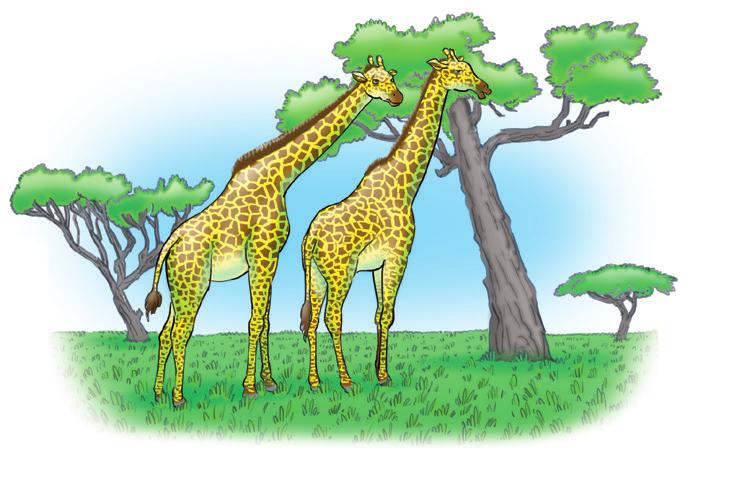 1 Warum haben Giraffen einen so langen Hals?