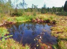 Das Projekt «Nachhaltiges Moormanagement im Dreiländereck östliche Bodenseeregion» erstreckt sich über die