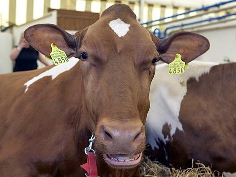 3.5 Tief greifende Eingriffe in das Erscheinungsbild