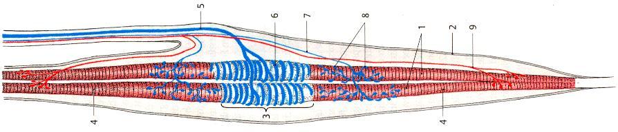 Bestimmung der Muskelspannung Muskelspindel: Anatomie: eingekapselter sensorischer Rezeptor im Muskel parallel zu den Muskelfasern (extrafusale Fasern) Dehnungsrezeptor besteht aus 5-10