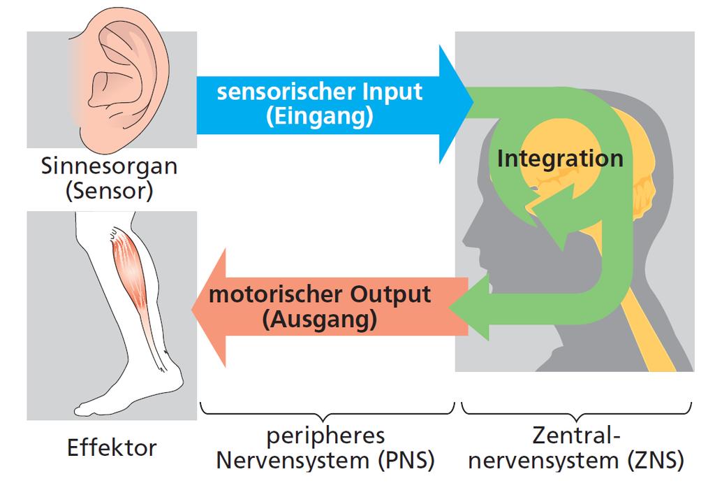 Prinzipieller Aufbau eines Nervensystems Nervensystem = Gesamtheit der Nervenzellen Sensorischer Eingang (Input) Verarbeitung der