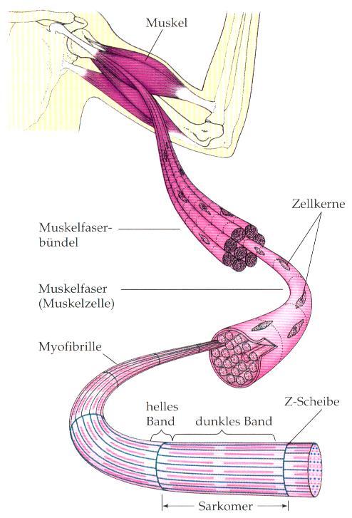 Mehrkernige Muskelfasern (im Menschen: 50 µm Durchmesser, bis zu 50 cm lang) Myofibrillen Sarkomer (etwa 2,5 µm lang) 1.