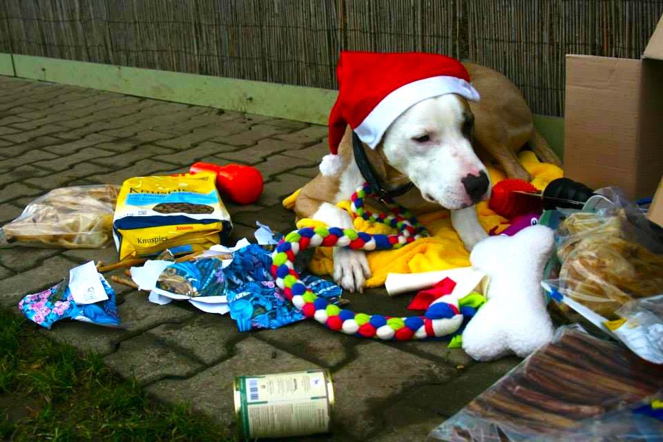 Unsere Hunde haben jedes Jahr ein Riesen Spass die Geschenke auszupacken, um an deren Inhalt zu gelangen!