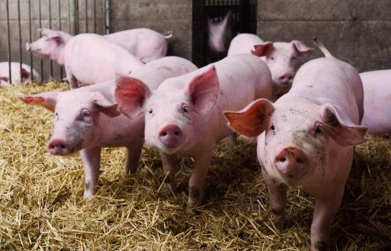 Bio-Schweine gesucht Stärkung von Wertschöpfungsketten im niedersächsischen Bio-Schweinemarkt Bio-Schweinefleisch wird vom Lebensmittelhandel gesucht.
