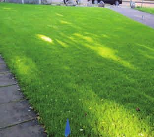 Unkraut befreien oder mit einem Herbizid besprühen Rasen kurz schneiden, aerifizieren, vertikutieren, besanden, Rasensamen und Dünger