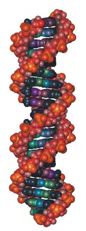 Einführung Grundlagen der Genetik 4 Genetik in der Hundezucht Träger der Erbinformation: DNA (Desoxyribonukleinsaure) In sich gewundene Doppelhelix, bildet zusammen mit Proteinen ein langes,