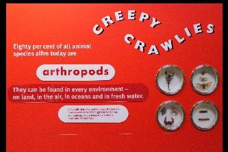 Ground Floor / Green Zone / Creepy Crawlies 3. Wie viel Prozent aller Tiere sind Arthropoden? (What percentage of all animals is arthropods?
