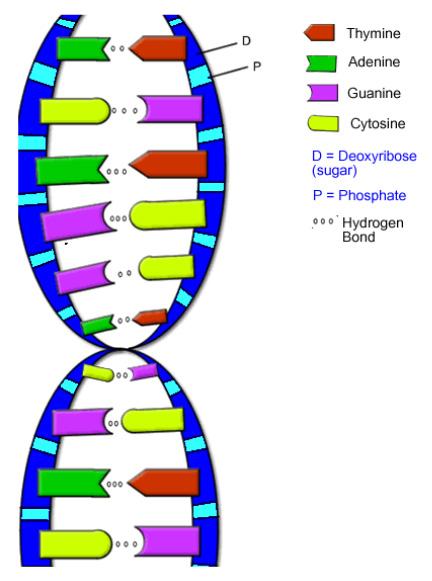 13 genetische Daten