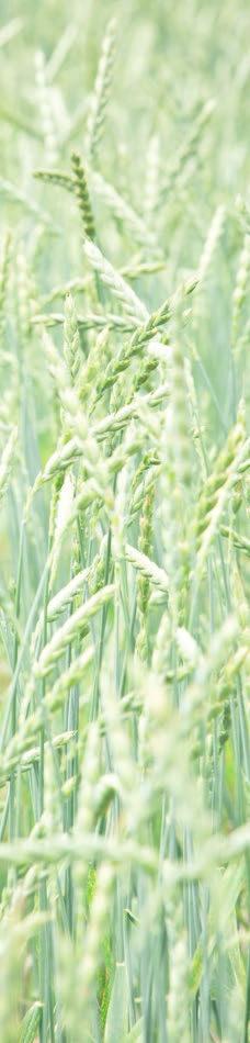 Hintergrundinformationen Das Getreide im Bioland-Anbau Getreide ist ein Sammelbegriff für Weizen, Gerste, Roggen, Dinkel, Emmer, Einkorn und Hafer.