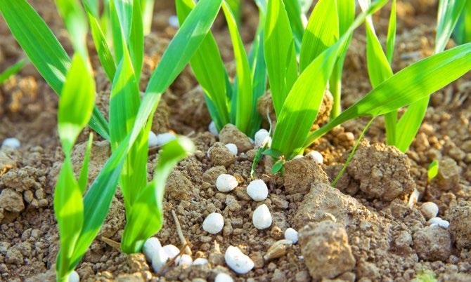 Nährstoff-Interaktion Was sind Nährstoff-Interaktionen? Im Boden liegen Pflanzennährstoffe in unterschiedlichen Mengen, Nährstoff- und Bindungsformen vor.