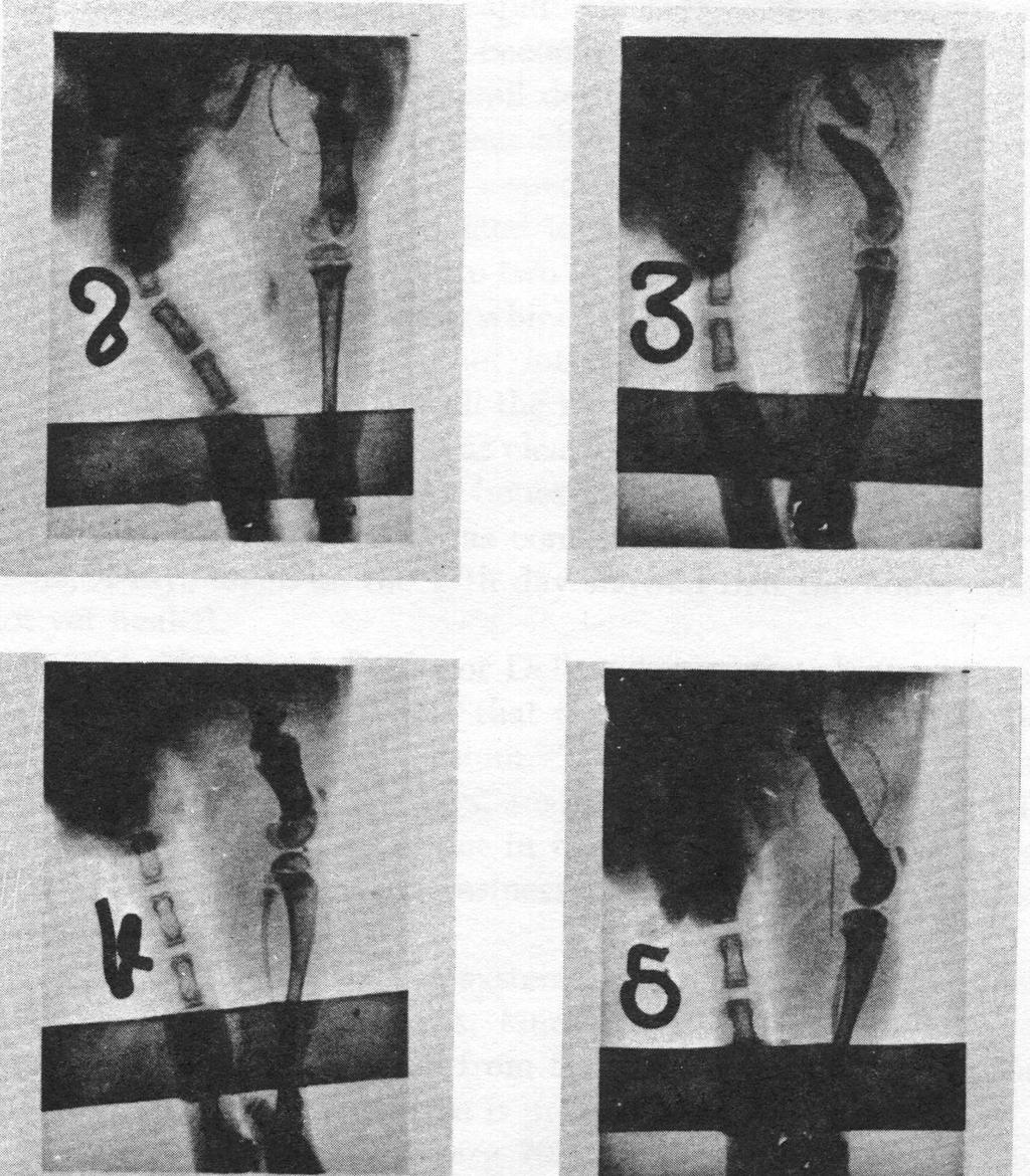 Abb. 10: Wirkung pflanzlicher Kieselsäure bei Rekalzifizierung. Gebrochene Oberschenkelknochen von Ratten (10. Tag). Bilder Nr. 2 und 3: Kontrolltiere mit normalem Futter.