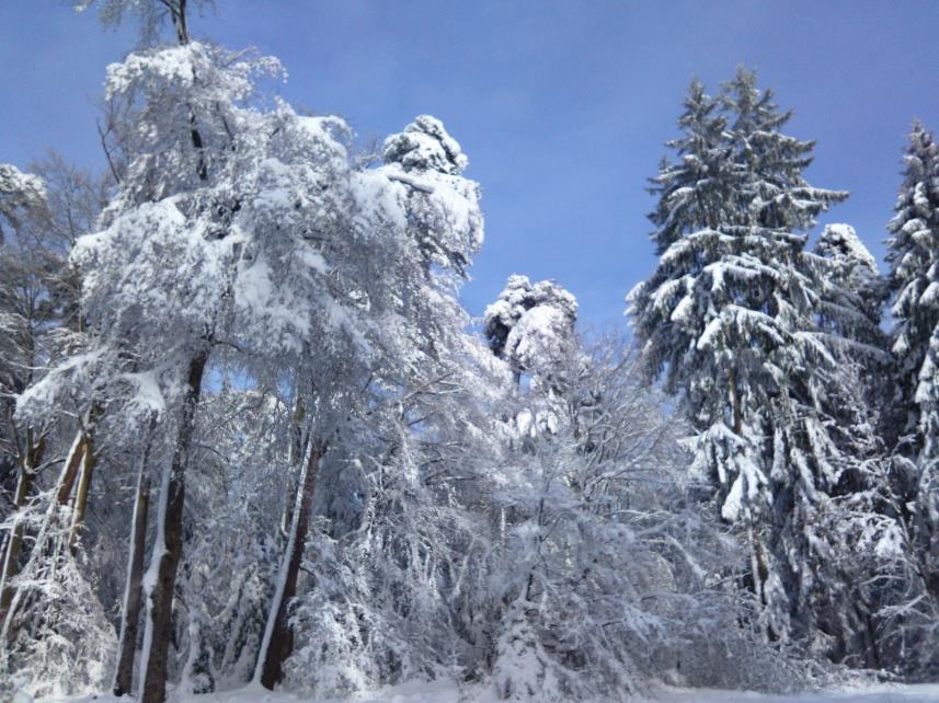 Akkumulation von Schnee: Schneeinterzeption Option SCHNEEINTERZEPTION: An Waldstandorten erfolgt die Berechnung einer Schneedecke im Kronendach zusätzlich zur Schneedecke am Boden Berücksichtigt
