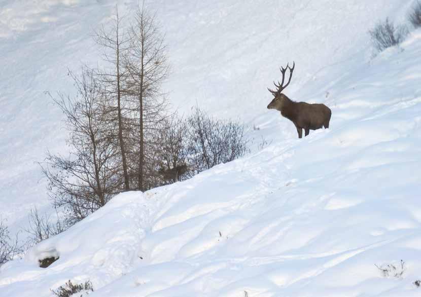 WILDTIERBEOBACHTUNG bei der Schaufütterung Habachtal In den kalten und schneereichen Wintermonaten finden Rot- und Rehwild nicht mehr genug Nahrung.