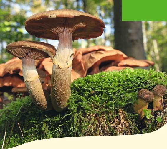 NaturschutzzeNtrum schopflocher alb Nordportal unesco-biosphärenreservat schwäbische alb Jahresprogramm 2019