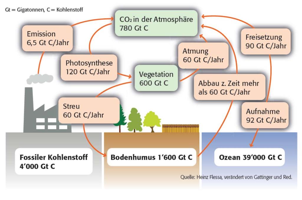 Potential des Kohlenstoff Haushalts Liquid Carbon Pathway Nach Christine Jones gehen 30 40% der Photosynthese Produkte als Zucker in den Boden, teils direkt an die Mykorrhizen, die daraus mit ihren