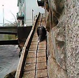 Fig. 15: Beaver ladder Single-species approaches such as this beaver ladder (still from a video recording: http://www.20min.ch/videotv/?