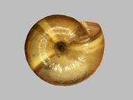 Jungtiere haben eine scharfkantige Schale, sie können daher bei oberflächlicher Betrachtung mit Schalen des Steinpickers (Helicigona lapicida) verwechselt werden.