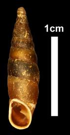Die meisten Arten haben im Schaleninneren nahe der Mündung einen beweglichen, löffelförmigen Verschlussapparat.
