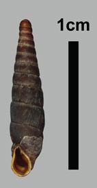 Kalkfelsen-Schließmundschnecke (Neostyriaca corynodes) Merkmale: Die Schale ist klein und schlank, oft mit fast geraden Seitenrändern.