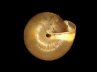 Einzähnige Haarschnecke (Petasina unidentata) Merkmale: Die dünnwandige Schale weist 7-8 eng gewundene Umgänge auf.
