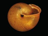 Rötliche Laubschnecke (Monachoides incarnatus) Merkmale: Die hornfarbene, gelbliche oder hell rötlich-braune Schale ist gedrückt kugelig.