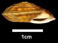 Steinpicker (Helicigona lapicida) Merkmale: Die linsenförmige Schale mit dem scharfen Kiel ist charakteristisch.