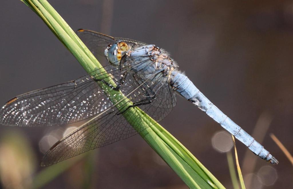 Die 2015 im Herfeldmoor dokumentierten und bodenständigen Libellenarten im Einzelnen: 1. Gemeine Binsenjungfer, Lestes sponsa 2. Blaue Federlibelle, Platycnemis pennipes 3.