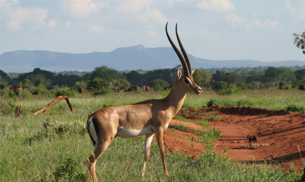 Massai Mara Nationalreservat a Giraffen im Garten und Bootstour zu den Hippos am