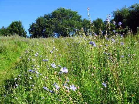 Station 1 Wiese am Steilhang Im Osten des Landschaftsschutzgebietes führt ein nicht immer gut ausgebauter Wanderweg am bewaldeten Ufer des