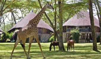 Unterstützung von Tierforschungsprojekten. Das Camp wurde für sein Umweltund Sozialengagement von Ecotourism Kenya mit dem Gold-Award ausgezeichnet.