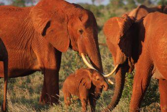die im Elefantenwaisenhaus in Nairobi versorgt wurden, langsam und unterschutz an ein Leben in der Wildnis gewöhnt, bis sie sich selbständig machen und sich einer Elefantenfamilie anschließen, die im