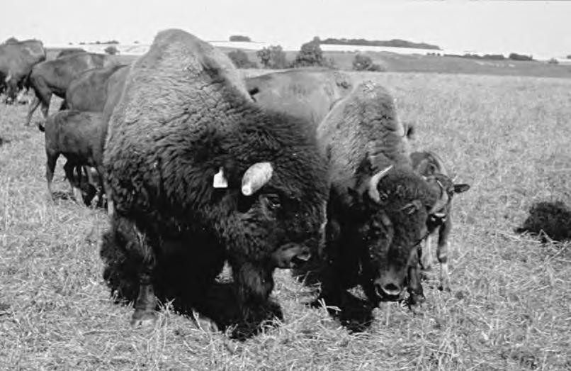 Geburts- und Säugeverhalten von Bisons in Mitteleuropa Bis zum Ende der Beobachtungen die ältesten Kälber hatten jetzt ein Alter von sieben Monaten wurden die Saugvorgänge zwar seltener; ein Ende der
