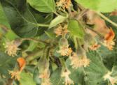 Obst Obstbau Schädlinge Blattlaus Oikos 0.1 % 1.6 l/ha Oikos 0.1 % 1.6 l/ha Gespinnstmotte XenTari 0.